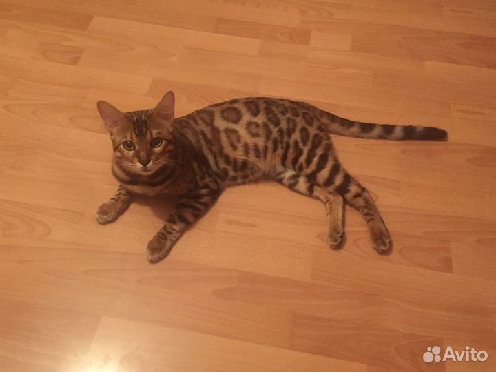 Бенгальский кот вязка
