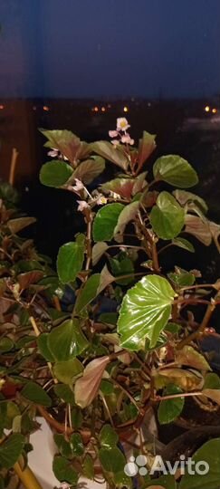 Бегония вечноцветущая