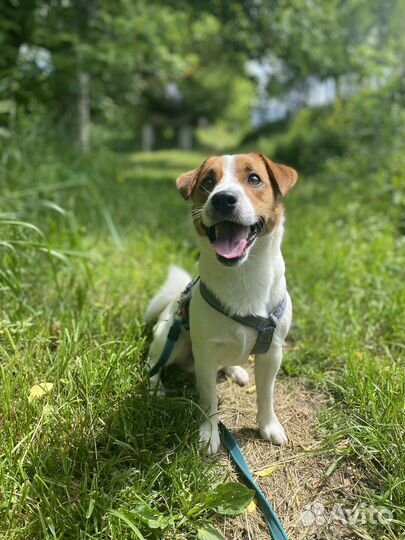 Гостиница для собак. Передержка в частном доме