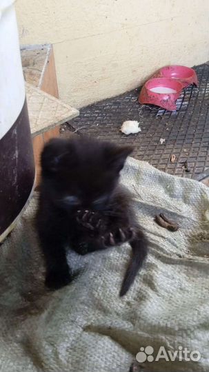 Кошечки в дар