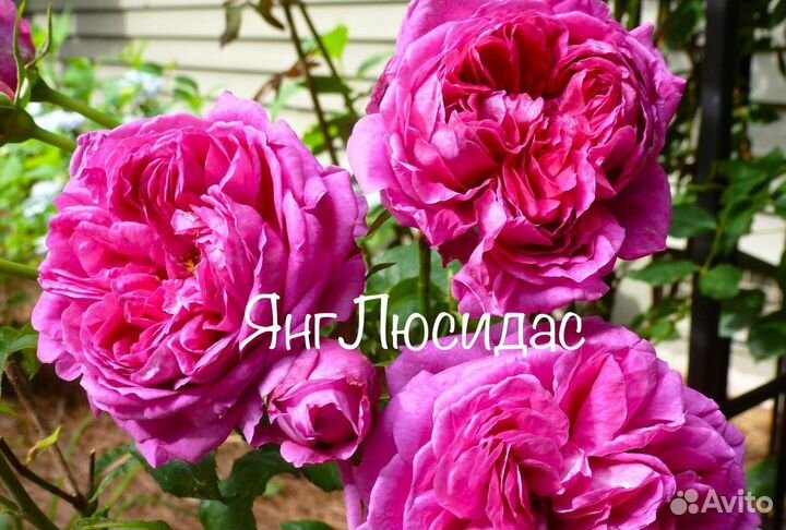 Английские розы