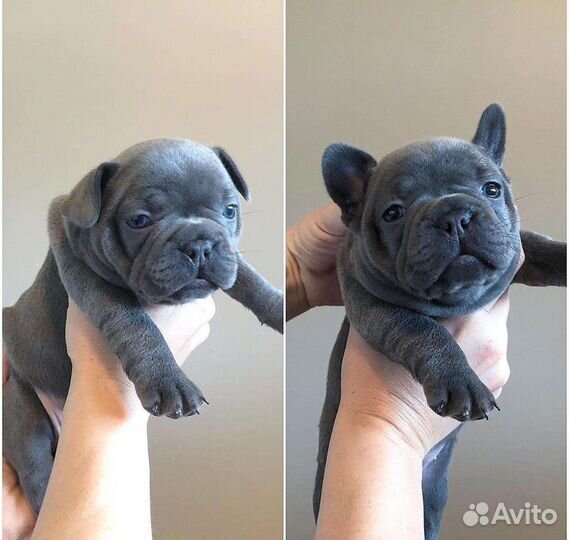 Французский бульдог щенки мини