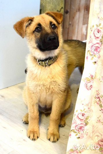 Щенок мальчик Лаки 3,5 мес