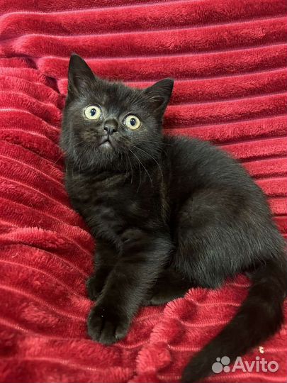 Британские котята