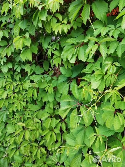 Девичий виноград