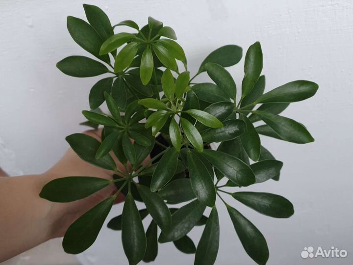 Комнатные цветы