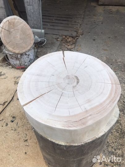 Спилы деревьев