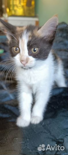 Котёнок в дар