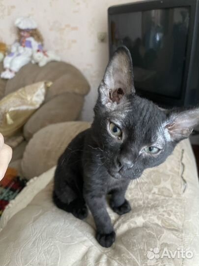 Черный котенок