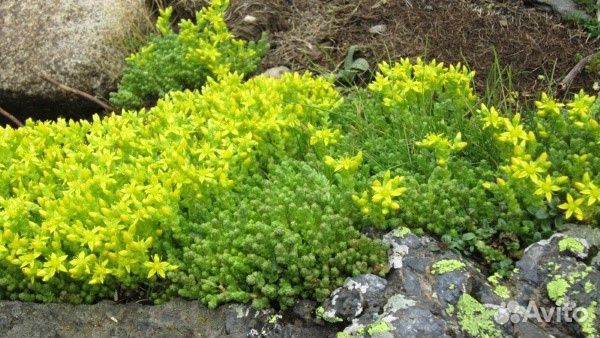 Многолетние почвопокровники купить в Самаре | Товары для дома и дачи ...