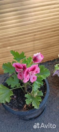 Герань королевская