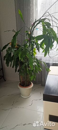 Эпифиллум Оксипеталум