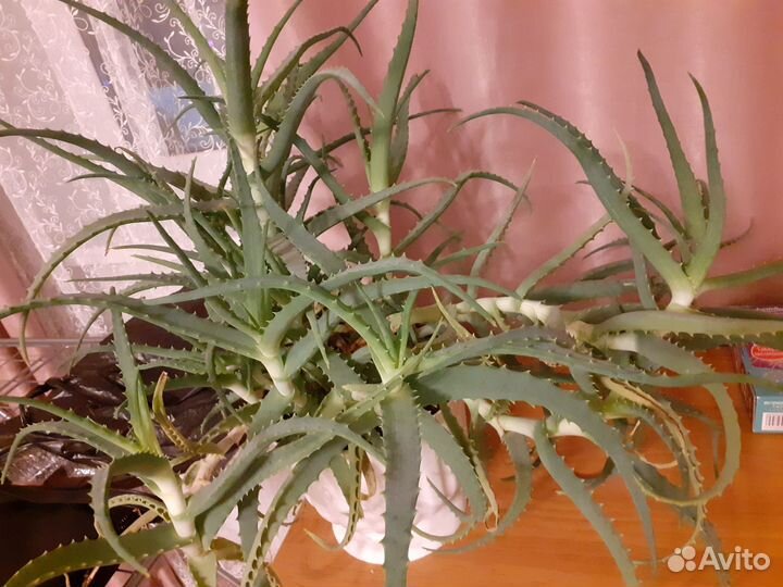 Алоэ лечебное столетник