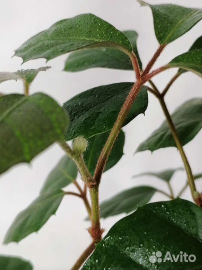 Циссус (комнатный виноград)