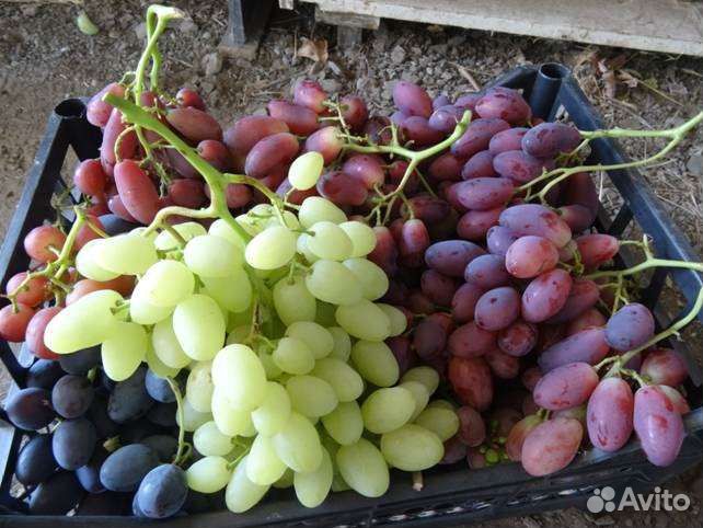 Саженцы винограда