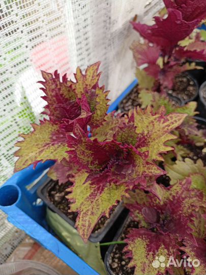 Колеусы вегетативные