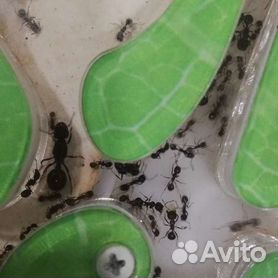 Муравьиная ферма с муравьями
