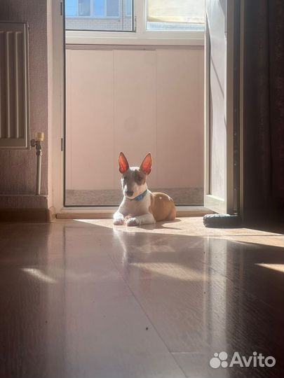 Минибультерьер щенок