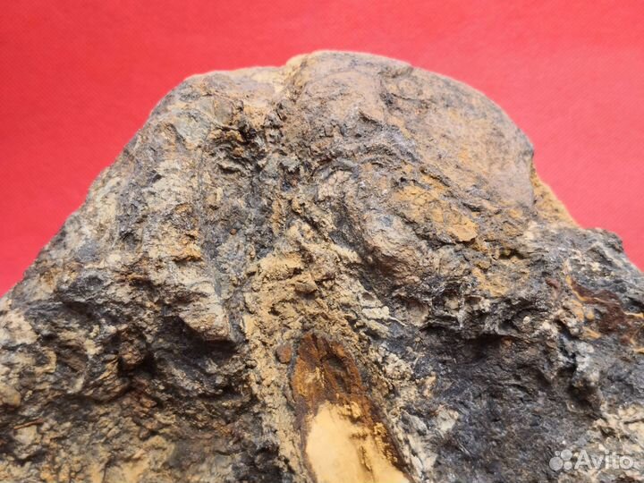 Окаменелое дно древнего океана