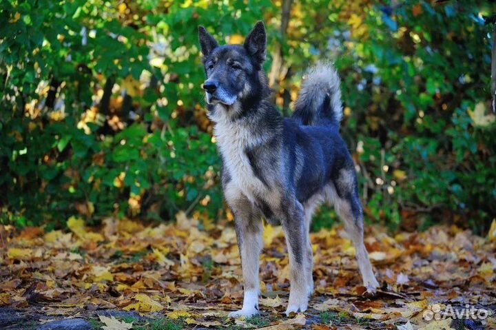 Серьезный пёсик ищет дом