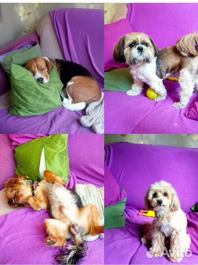 Передержка собачек мелких средних пород