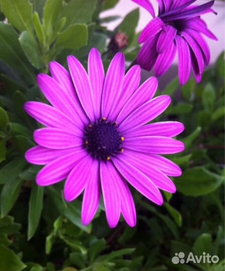 Остеоспермум