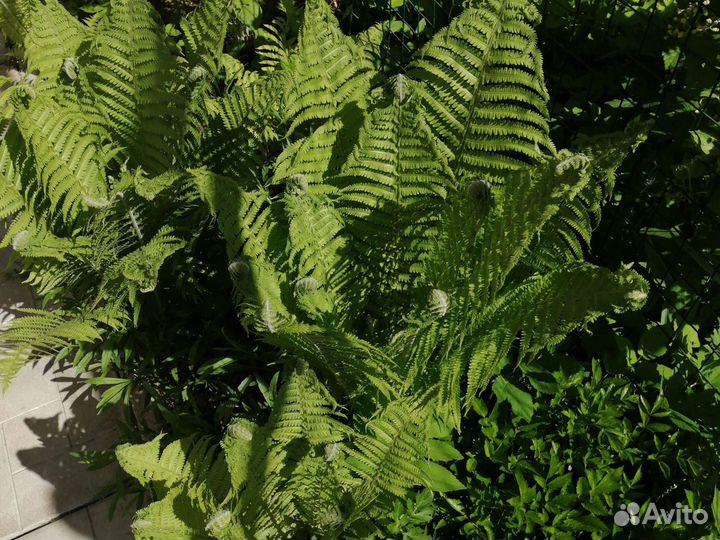 Папоротник садовый