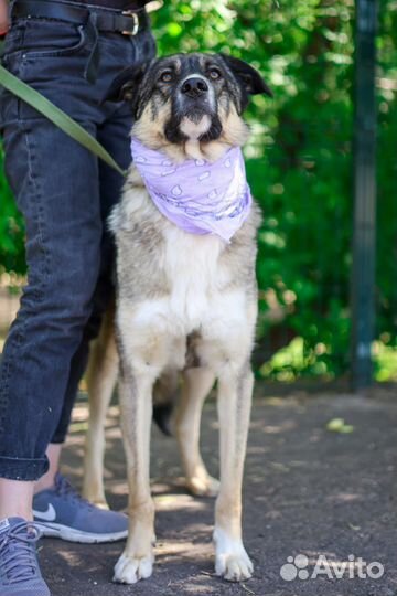 Молодая собака в добрые руки Несси