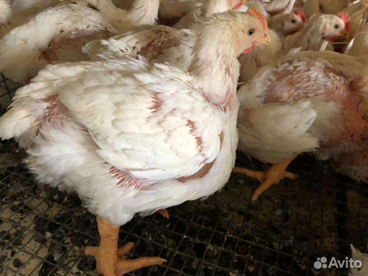 Цыплята бройлеры, утята, муларды