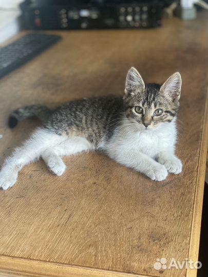 Котенок в добрые руки