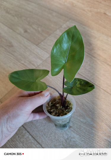 Алоказия блек стем