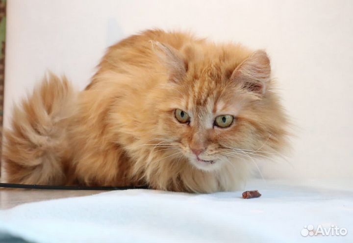 Кошка рыжая в добрые руки