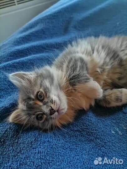 Отдам мышеловов котят в хорошие руки