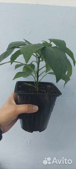 Перец халапеньо рассада