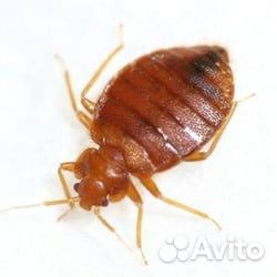 Супер мощное средство от насекомых