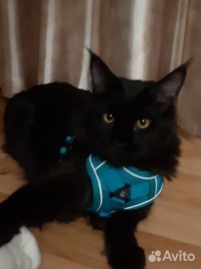 Кот мейн-кун вязка