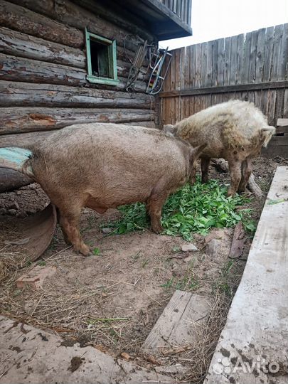 Поросята гибриды Венгерская мангалица Кабан