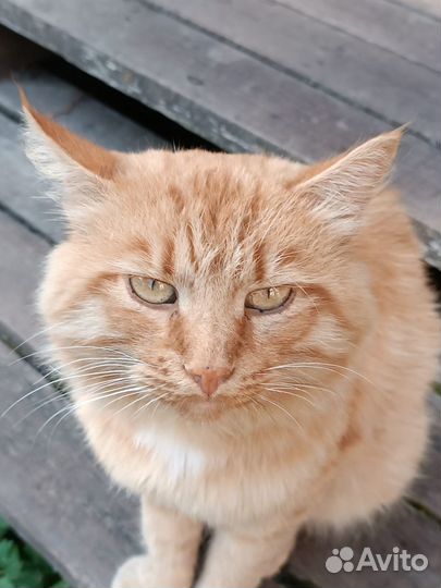 Бедный рыжий котик