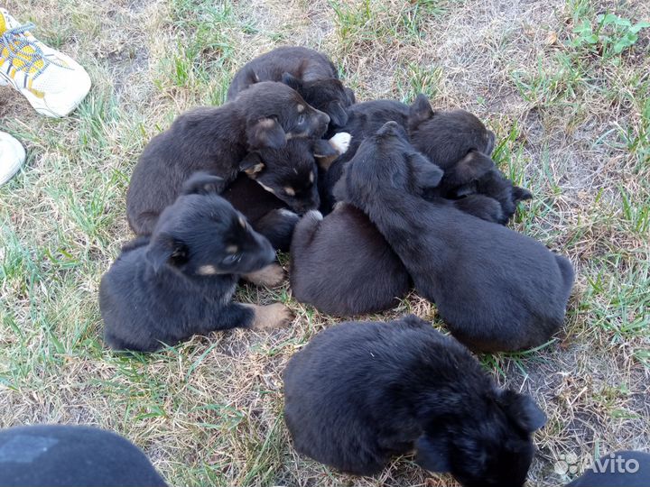 Малорослые щенки