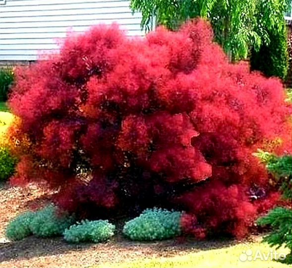 Скумпия Роял Перпл