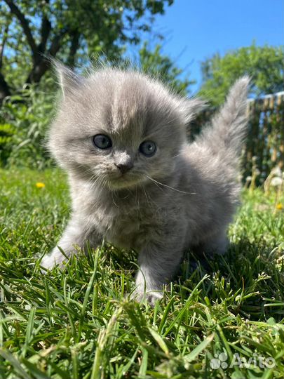Шотландский котенок