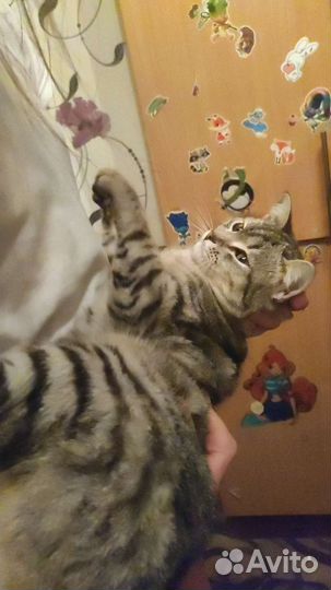Потерялась кошка