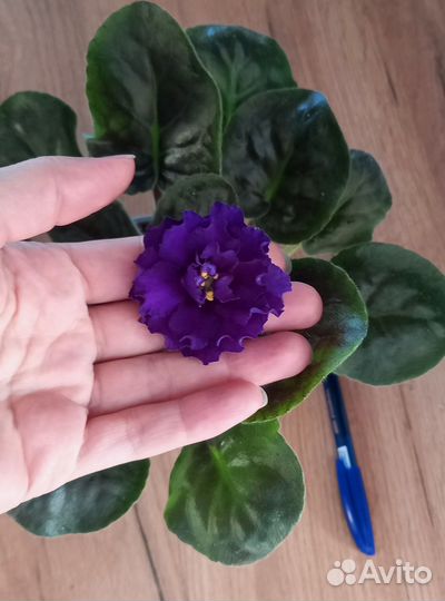 Фиолетовая набивная фиалка