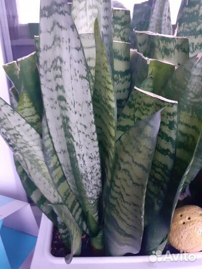 Сансевиерия