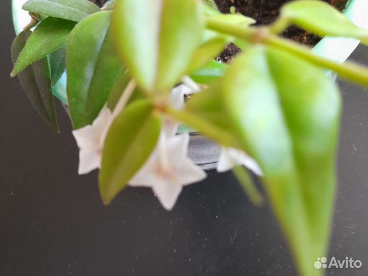 Хойи продажа и фикус