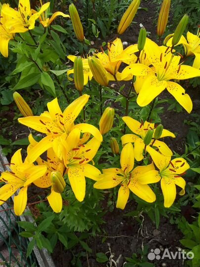 Луковицы лилий. Все будут в этом году цвести