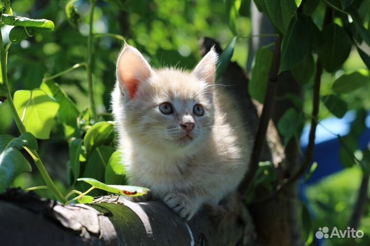 Персиковый котёнок (мальчик)