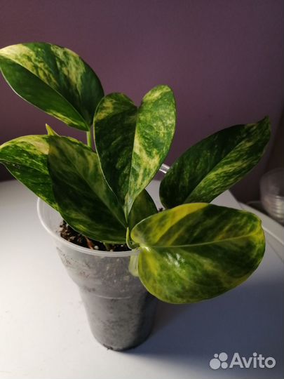 Сциндапсус золотистый