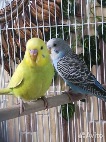 Волнистый попугай, птенцы, клетка