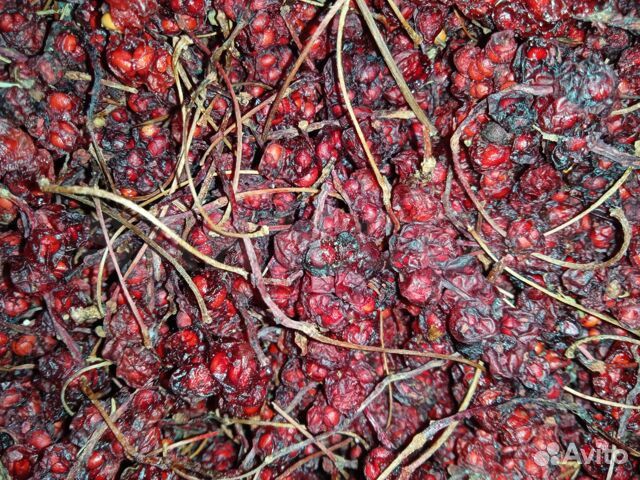 Лимонник дальневосточный